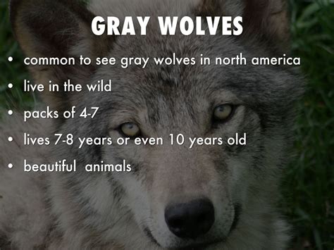 What Are Some Fun Facts About The Gray Wolf