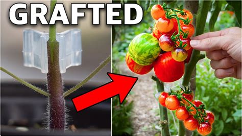 Using This Ingenious Technique Prevents All Tomato Problems Youtube