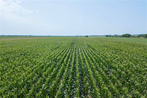 Green Corn Field Corn Field Stock Photo Image Of Blue Growth 135530764