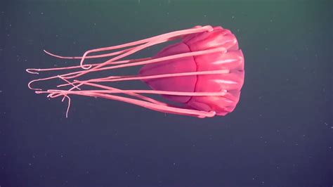 Real Monstrosities Helmet Jellyfish