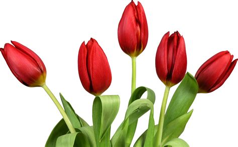 Tulip Flower Desktop Wallpaper Clip Art Tulip Png Download 1832