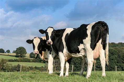 New Dairy Cattle Breeding Method Increases Genetic Selection Agdaily
