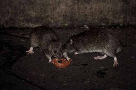 Giant Rats Which Jump For The Throat Terrorise Tourist Hotspots In Paris World News