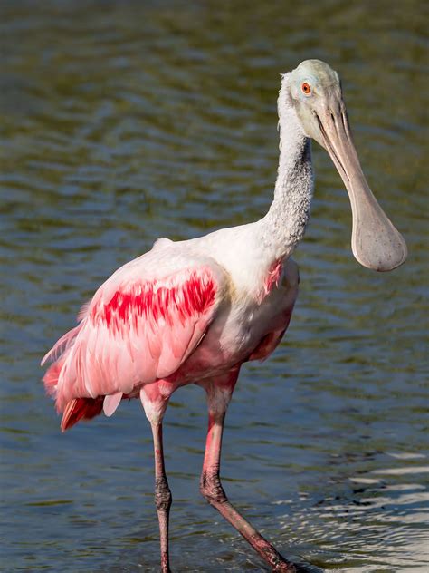 Roseate Spoonbills In South Carolina — The Naturalists Notebook