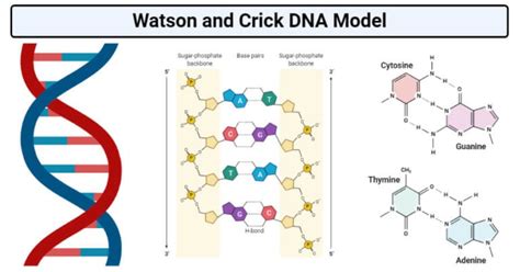 Watson And Crick Dna Model