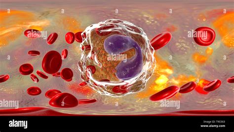 Eosinophil White Blood Cell Illustration Stock Photo Alamy