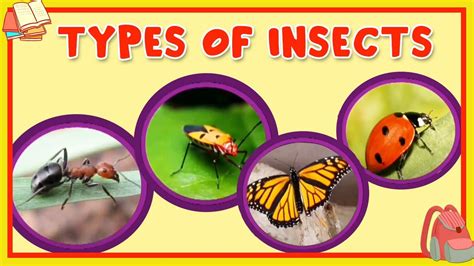 In fact, some innocent hand signals might come off as offensive! Learn About Different Type Of Insects - Preschool Learning ...