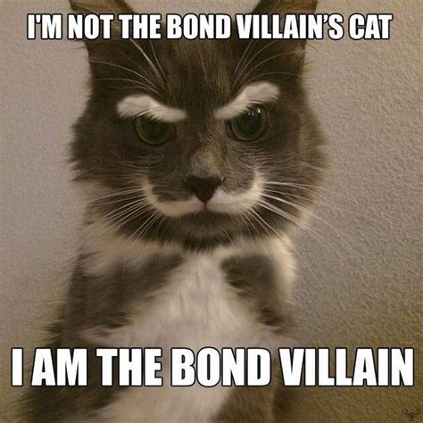 Bond Villain Cute Animals Pets Cute Cats