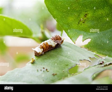 Butterfly Butterflies Insect Cocoon Worm Larvae Caterpillar Pupa Animal