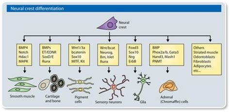 Neural Crest Differentiation See Mayor And Theveneau 2013