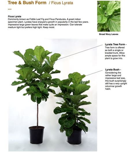 Growing And Pruning Your Fiddle Leaf Fig For The Home Plants