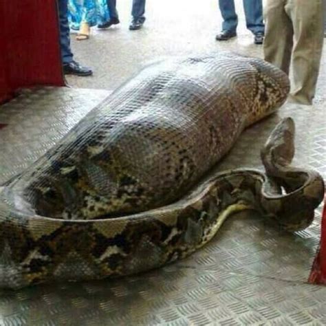 Picture Did This Huge Snake Eat A Human Being