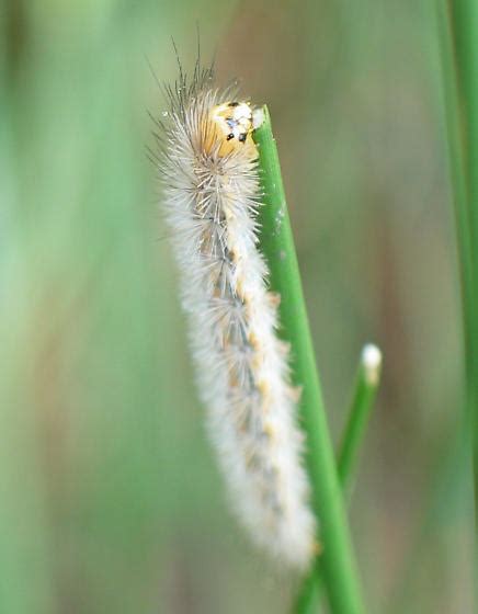 White Fuzzy Caterpillar Cisseps Fulvicollis Bugguidenet