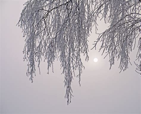 Free Images Tree Nature Branch Snow Cold Fog Mist Leaf Frost
