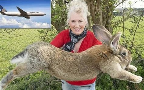 Celebritys Giant Rabbit Dies On United Airlines Flight The Times Of