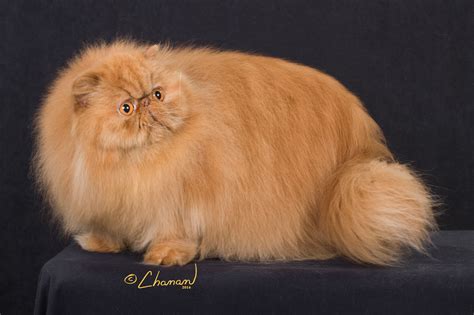 Persian Cat Yellow Colour Pets Lovers