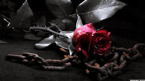 Gothic Roses Wallpapers Top Free Gothic Roses Backgrounds