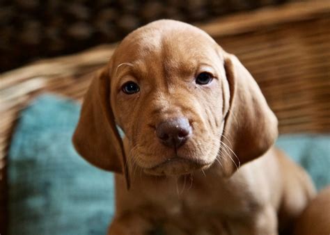 I have to female bulldog puppies for sale. Kc reg Hungarian vizsla puppies | Whitehaven, Cumbria ...