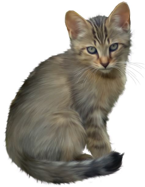 Kitten Transparent Png All Png All