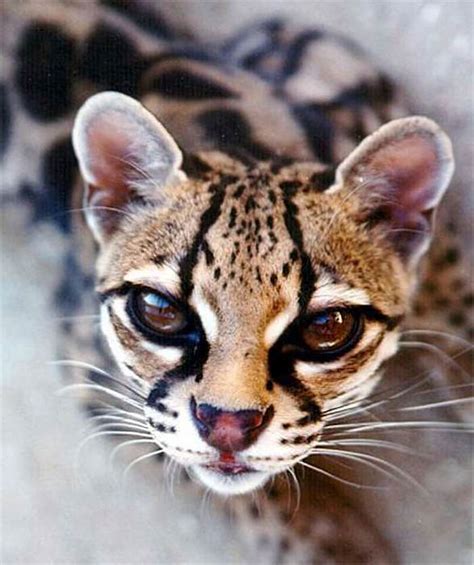 Margay Cat With Gorgeous Eyes