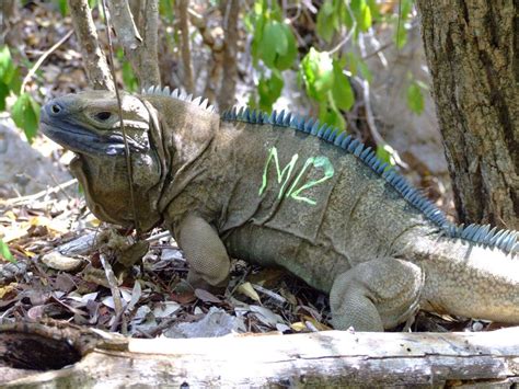 San Diego Zoo Helps Endangered Jamaican Iguana San Diego Ca Patch