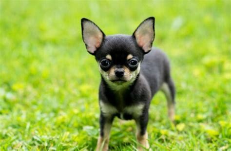 The Teacup Chihuahuas Breed Review Must Read
