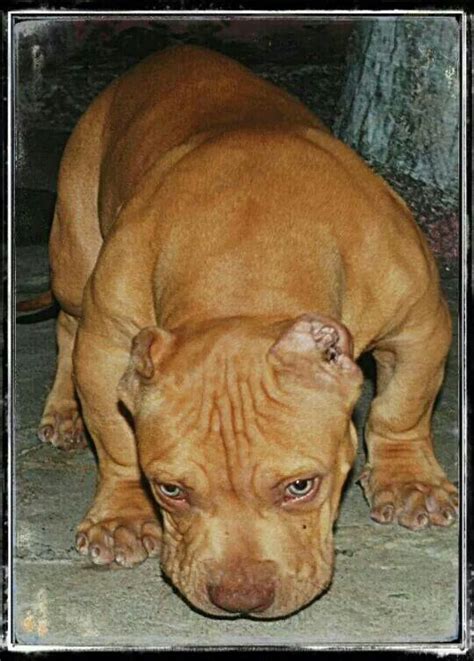 Pin By S James On Pittie Luv Animals Dogs Pitbulls