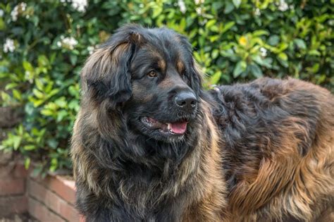 Leonberger Dog Breed Facts And Personality Traits
