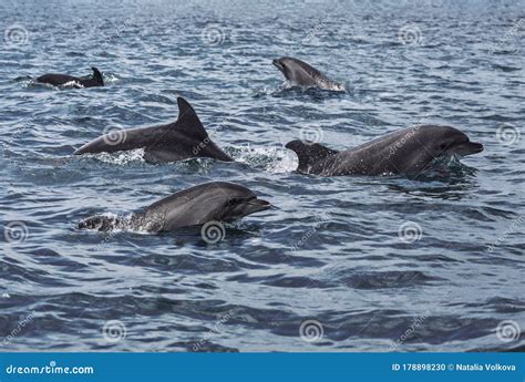 Black Sea Bottlenose Dolphins Frolic Stock Photo Image Of Animals