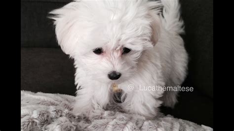 Maltese 8 Weeks Old Maltese Puppy Playing And Growling Youtube
