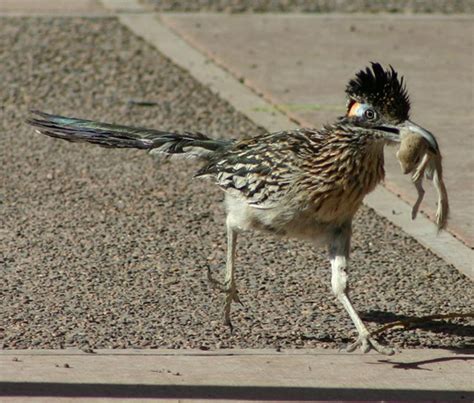 Darlings Of The American Deserts Photos Of The Greater Roadrunner