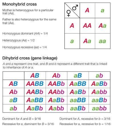 Amoeba sisters monohybrid crosses video recap.pdf. Monohybrid And Dihybrid Crosses Worksheet Answer Key ...