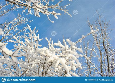 Tree Branches Covered With White Fluffy Snow Close Up Detail Top View