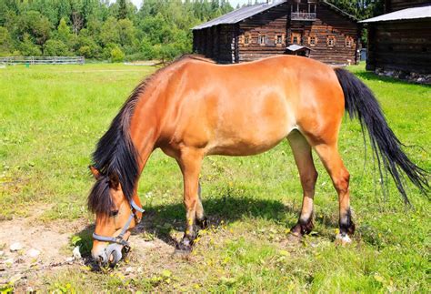 The cream gene does not affect the black parts of the horse, which include the legs, mane, and tail. The 10 Most Common Horse Colors - Page 2 of 2