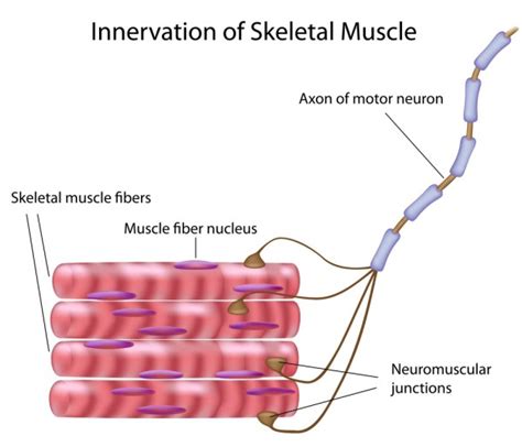 Muscle Innervation Larson Sports And Orthopaedics