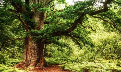 Big Old Oak Tree Old Oak Tree Tree Oak Tree