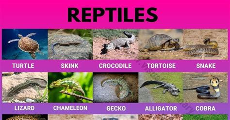 Reptiles: Helpful List of 27 Names of Reptiles in English - Visual