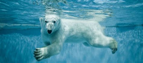 Lední Medvědi V Zoologických Zahradách Encyklopedie Zvířat