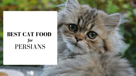 If you prefer dry cat food, you should look for food that's balanced and nutritious. What Is The Best Cat Food For Persians?