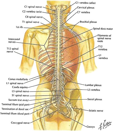 Spinal Cord External Anatomy