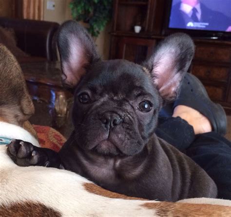 Love My Frenchies French Bulldog Puppies Cute Puppies French Bulldog