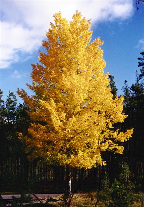 Aspen Trees In Yellow In Jasper National Park Alberta Canada Image