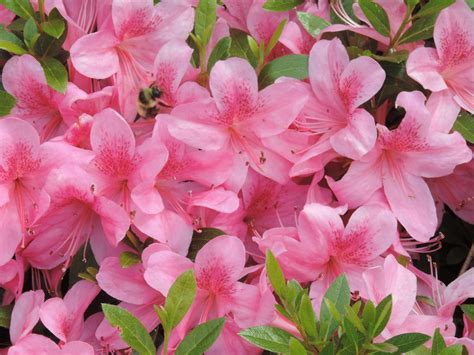 Pink Azaleas In Full Bloom Pink Azaleas Planting Flowers Bloom