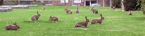 Das wilde kaninchen (oryctolagus cuniculus) oder das gemeine kaninchen ist wie der hase einer der lagomorphs. Kaninchen lebendfalle - Gräser im kübel überwintern