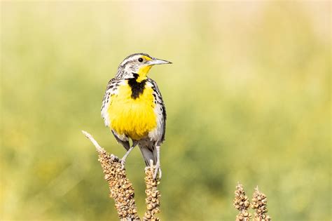 A Magical Morning At Rocky Mountain Arsenal National Wildlife Refuge