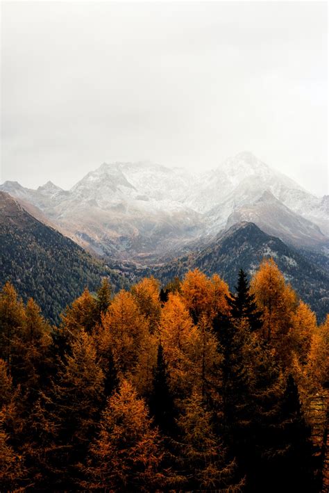 Bare Tress And Mountain Photo Free Tree Image On Unsplash