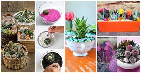 15 Awesome Mini Cactus Gardens