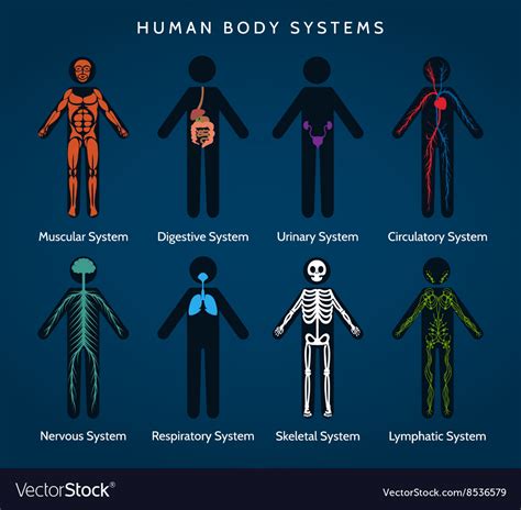 Human Body Systems Anatomy Royalty Free Vector Image