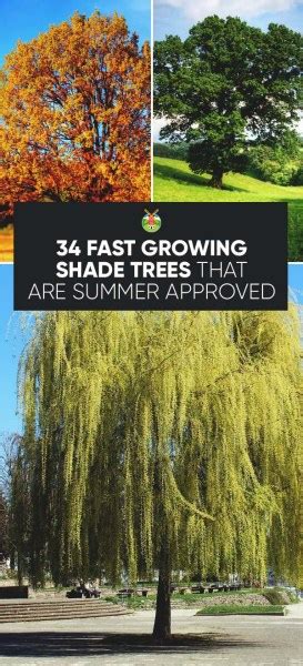 34 Fast Growing Shade Trees That Are Summer Approved