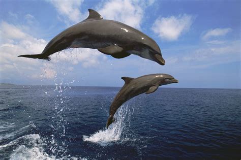 Nakakabighaning Bottlenose Dolphin Facts